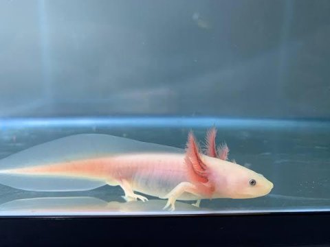 Axolotl semenderi çok tatlı adana