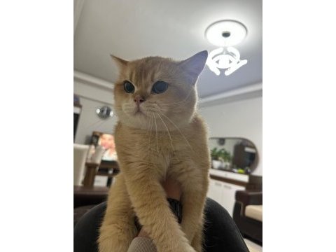 British shorthair ny12