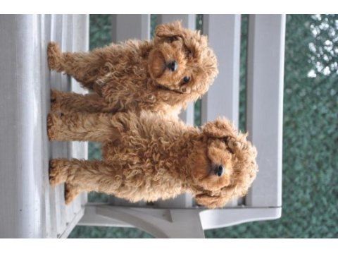 Dişi red brown toy poodle