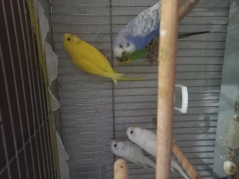 Yavru çift damızlık erkek dişi muhabbet kuşu bulunur