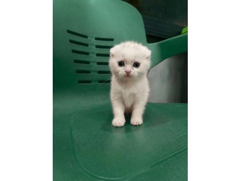 Wc eğitimli uysal scottish fold bebek