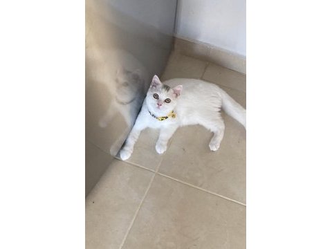 Tatlı british shorthair arkadaşım