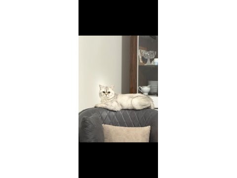 Sevecen akıllı kedimize yeni sahipler ariyoruz