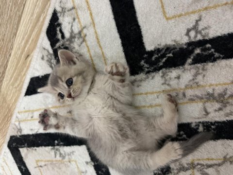 Bakımlı cins kediler