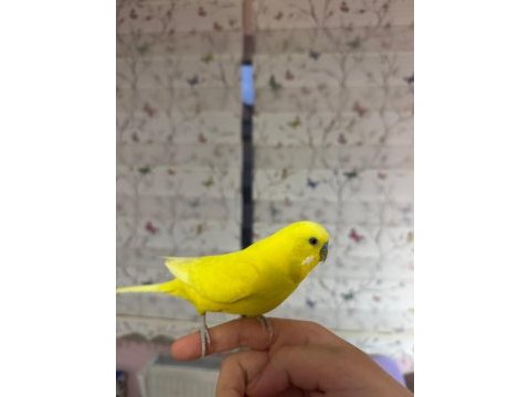 Erkek muhabbet kuşu 1.5 yaş
