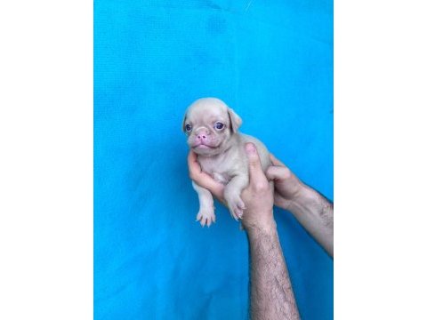 Pink ve siyah dişi erkek pug yavrularımız