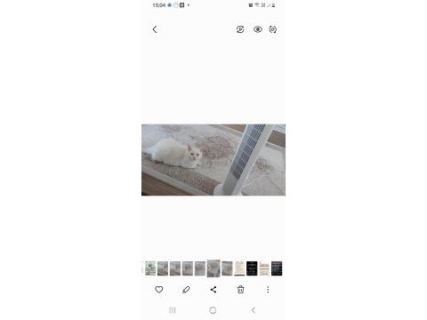 Asil ve yakışıklı british shorthair