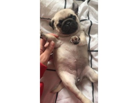 Bakımlı pug yavrular