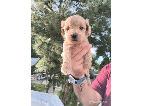 Maltipoo köpeğimiz