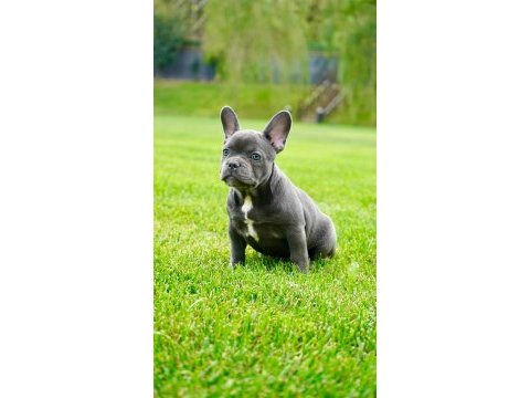 Blue eye french bulldog çiftlikten