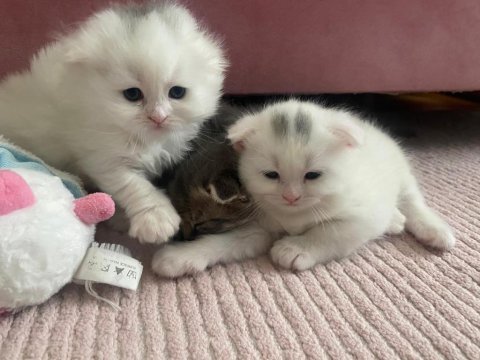 35 günlük rezerveye açık yavru kedilerim