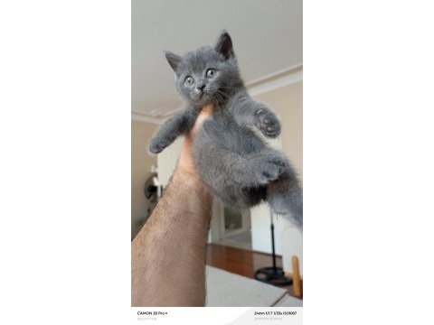 Erkek british shorthair