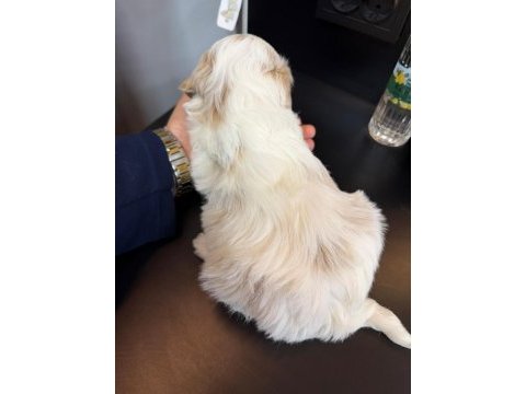 Maltese yavru
