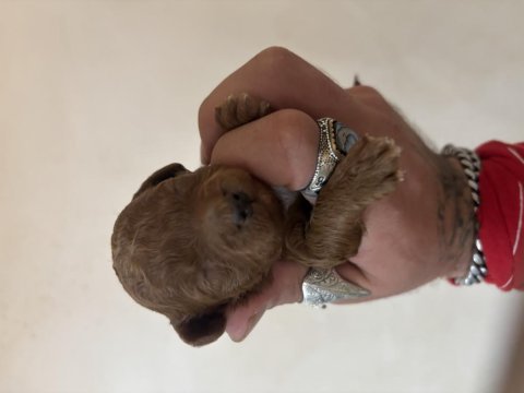En en küçük boylarda toy poodle bebekler