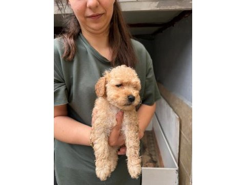 Apricot maltipoo yavrular