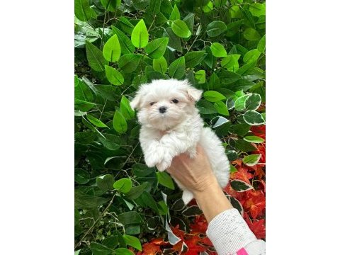 Mini maltese yavrularımız