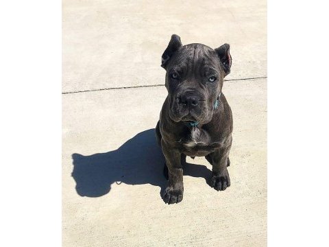 Cane corso köpeğimiz