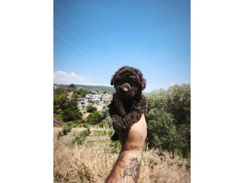 Çikolata poodle yavrularımız