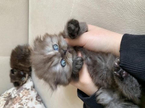 1 aylık scottish fold shorthair 3 erkek yavru