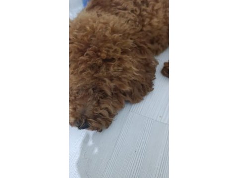 Toy poodle 11 aylık
