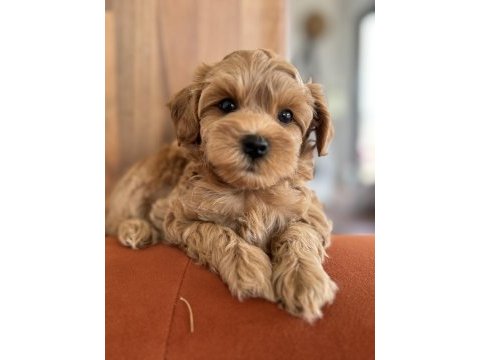 Kore kan maltipoo teacup bebeklerim