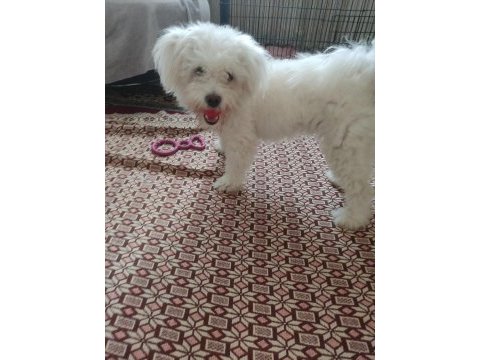 Sahibinden 1 yaşında dişi maltipoo