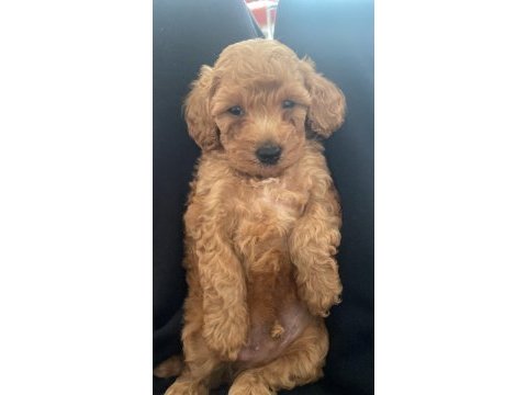 35 günlük poodle