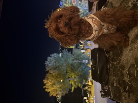 Yetişkin dişi kore 14 aylık poodle