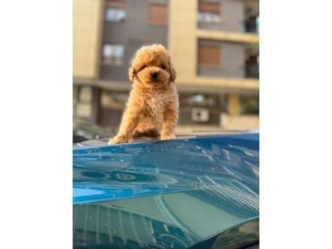 2 aylık sevimli maltipoo yavrular – aile ortamında