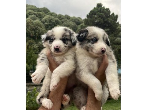 Üstün kalite border collie yavrular