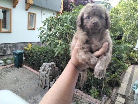 Veterinerden 2 aylık 0 numara terrier yavruları
