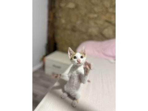 Sevgi yumağı kedimiz