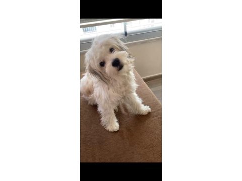 Crazy goofy maltese terrier