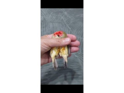 Star finch