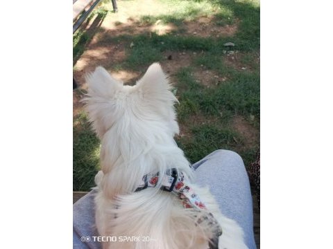 Bella isimli dişi köpeğimize yuva arıyorum ücretli