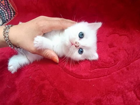 Safkan british shorthair yavrularımız