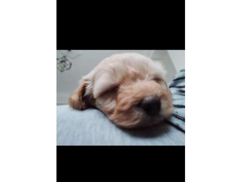 Safkan maltipoo 2,5 aylık dişi maltipoo