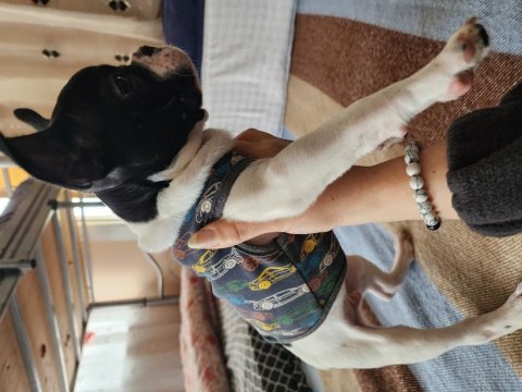 Oyuncu sevgi dolu safkan erkek french bulldog