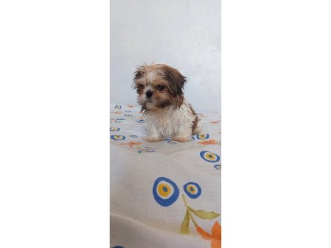 Ev ortamında büyüyen shih tzu yavrular