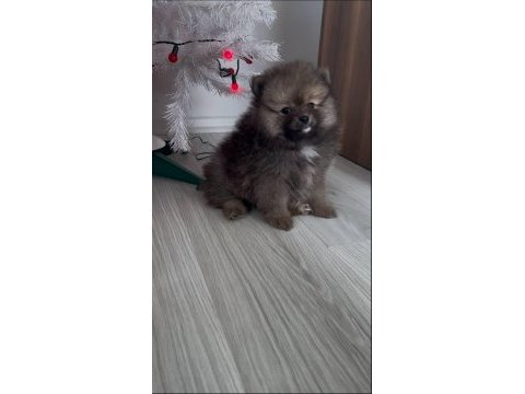 Evde büyümüş pomeranian yavruları