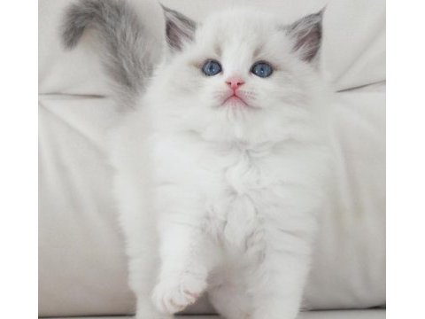 Full şecereli ragdoll yavruları