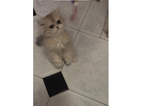 Safkan british longhair yavrular