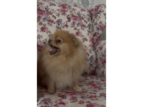 Pomeranian orjinal