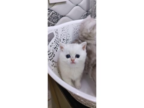 Full şecereli şampiyon ebeveynlere sahip british longhair