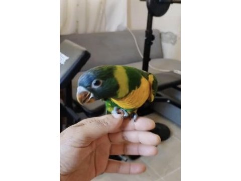 El besleme lori papağanı