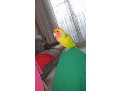 3 yaşında tertemiz erkek kuşumuz