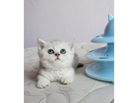 British shorthair silver