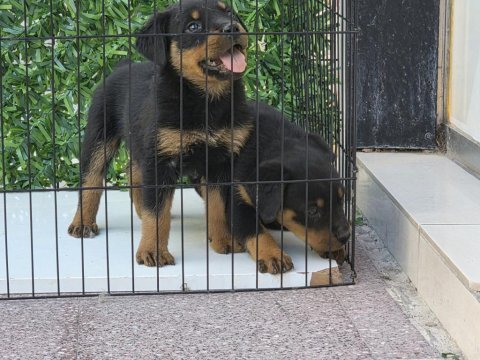 A kalite erkek rottweiler yavrularımız