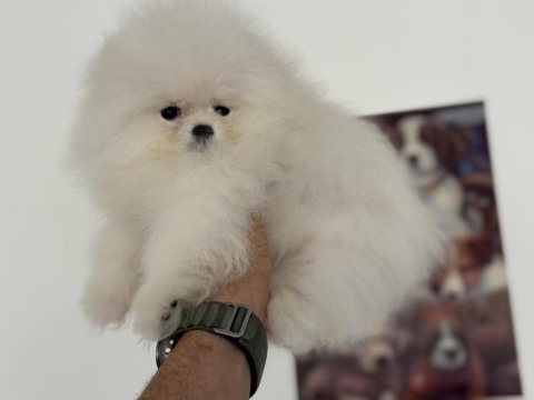 Ankarada ziyarete açık pomeranian yavrular