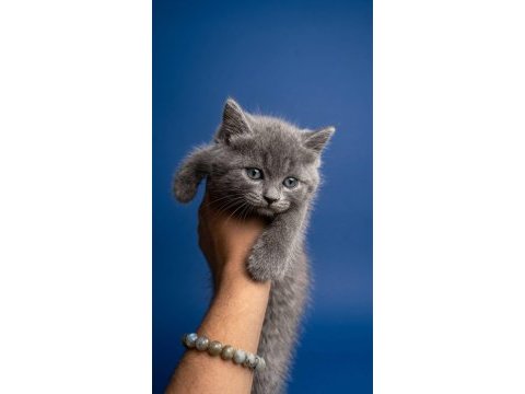 2 aylık tuvalet eğitimli british shorthair